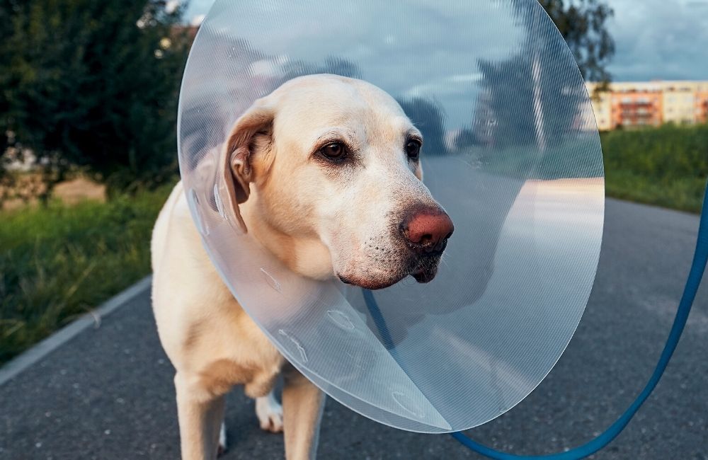 dog wearing cone after surgery