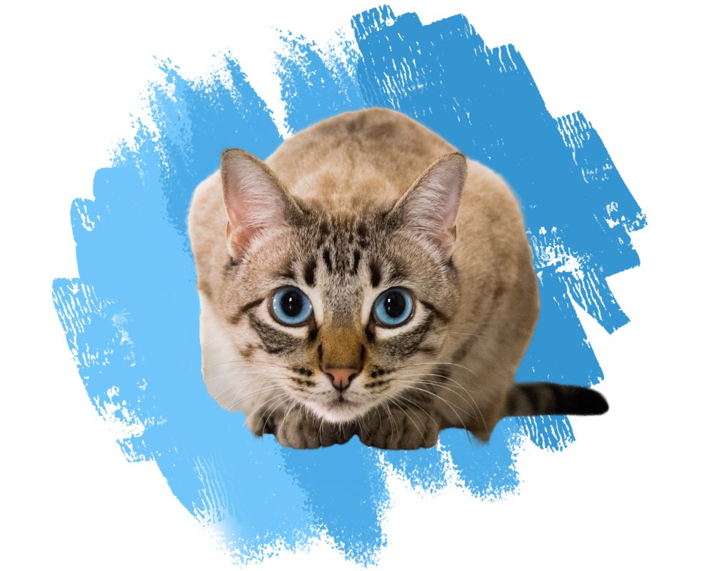 Web Images 4 - Stylized Image (3) reviews