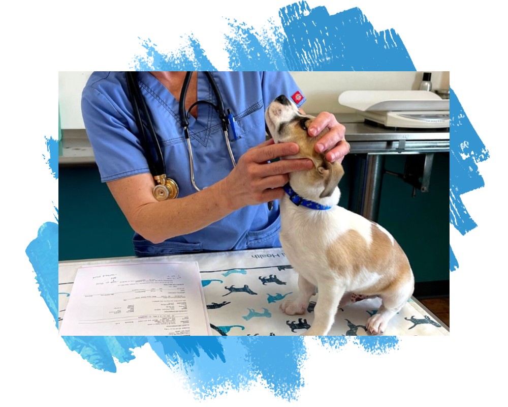 a vet staff examine a dog
