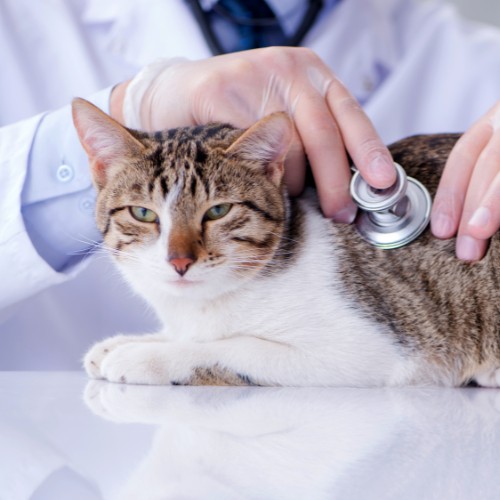 a veterinarian examines a cat on the examination table