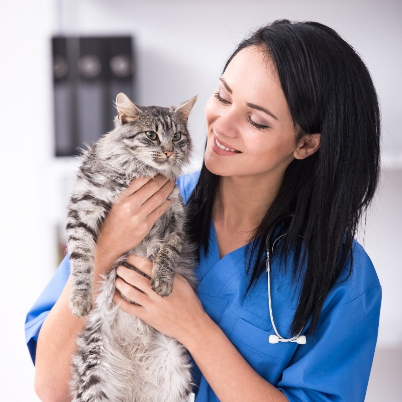 a veterinarian examines a cat on the examination table