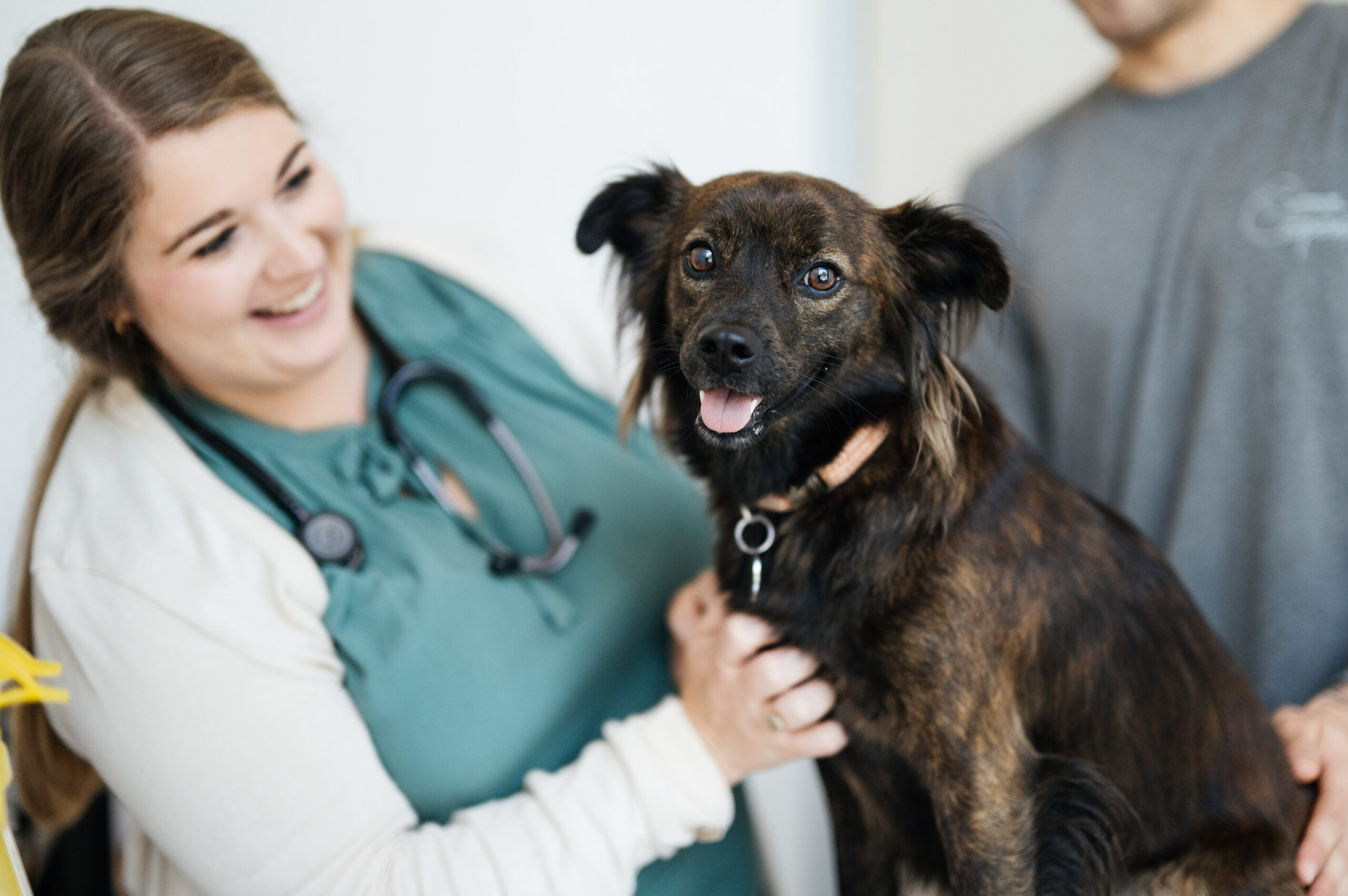 Vet examining a dog while the owner stands beside the dog